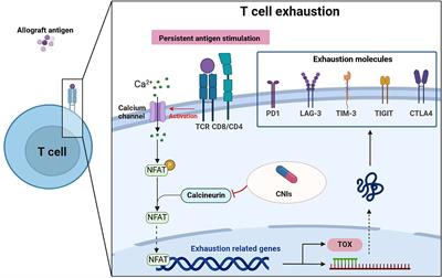 Exhaustion of T cells after renal transplantation